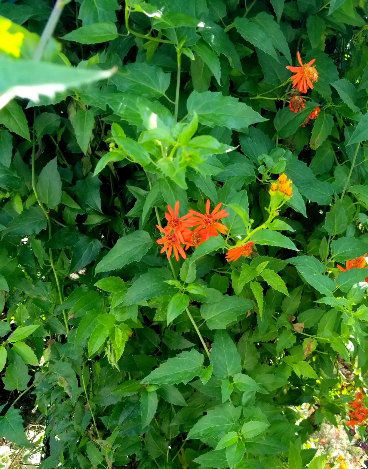 Flame Vine (Pyrostegia Venusta) — Flame Vine thrives in USDA hardiness zones 9b through 11.<br><br>Aside from its aesthetic appeal; particularly, image 85
