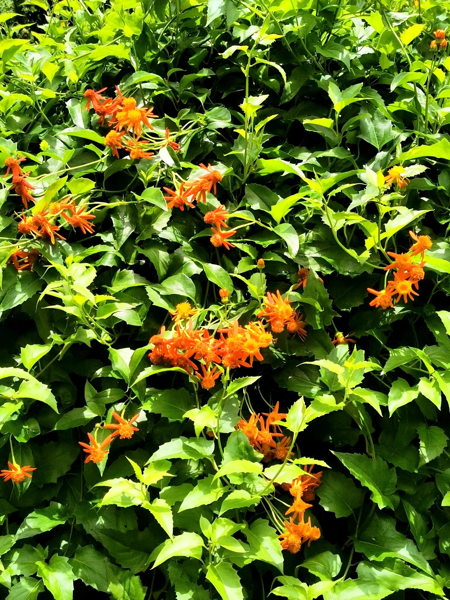Flame Vine (Pyrostegia Venusta) — especially from late fall to early spring; adding vibrant warmth to any landscape, image 80