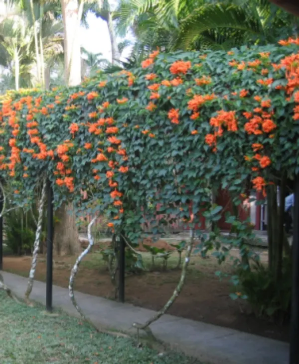 Flame Vine (Pyrostegia Venusta) — creating a warm tropical effect even in temperate gardens.<br><br>For clients seeking a show-stopping display; as, image 57
