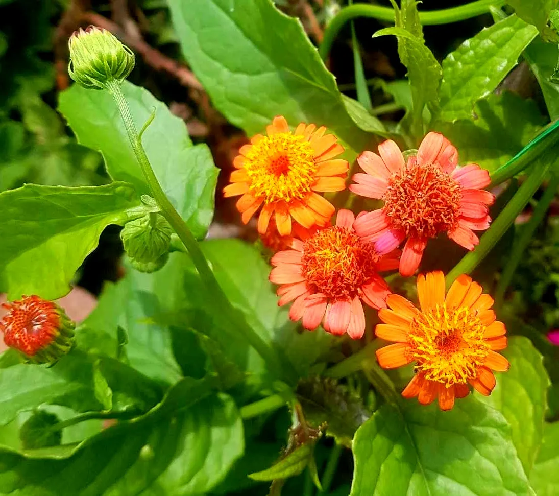 Flame Vine (Pyrostegia Venusta) — such as pergolas or fences; full sun exposure encourages optimal blooming, image 131
