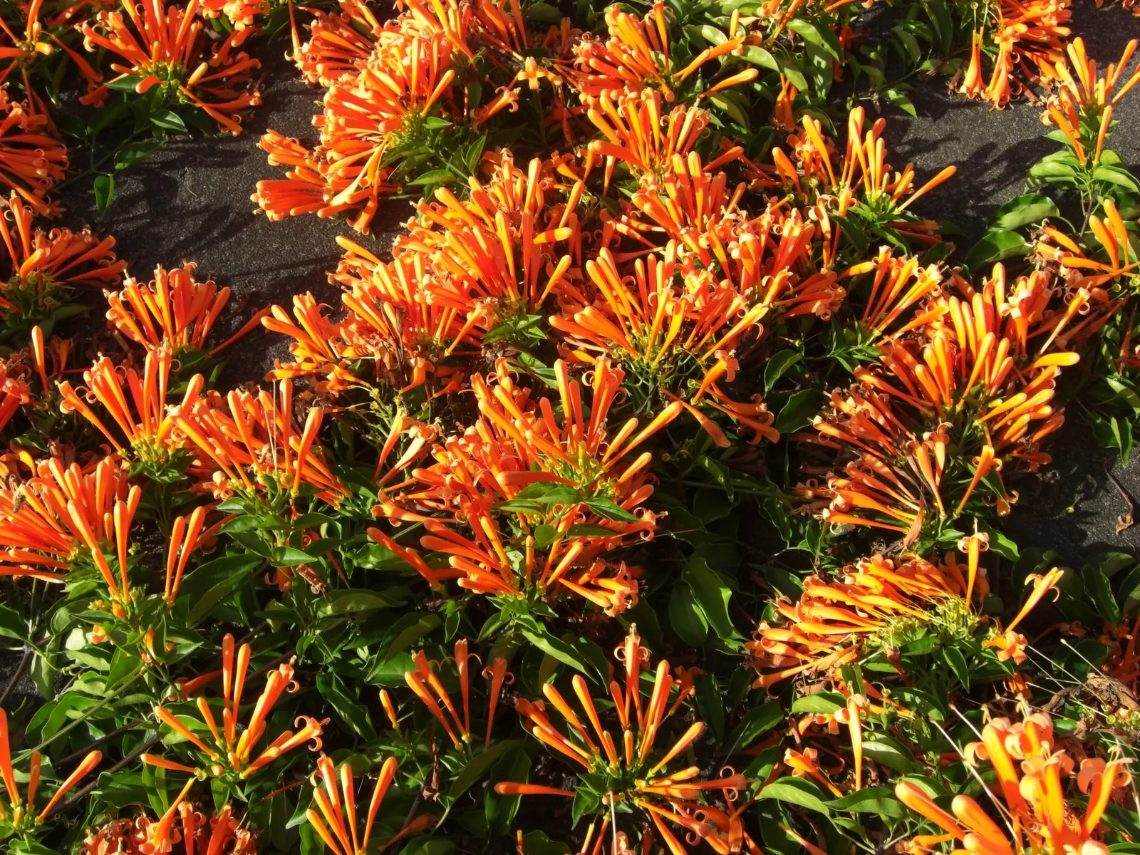 Flame Vine (Pyrostegia Venusta) — It prefers well-drained soil with regular watering; the Flame Vine (Pyrostegia venusta) is a stunning, image 63