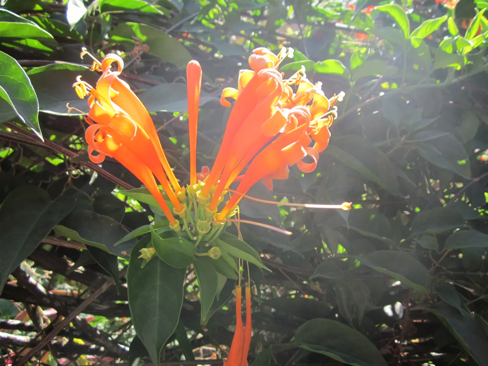 Flame Vine (Pyrostegia Venusta) — Thriving in USDA zones 9-11, it reaches up to 20ft in height and spreads 6-10ft