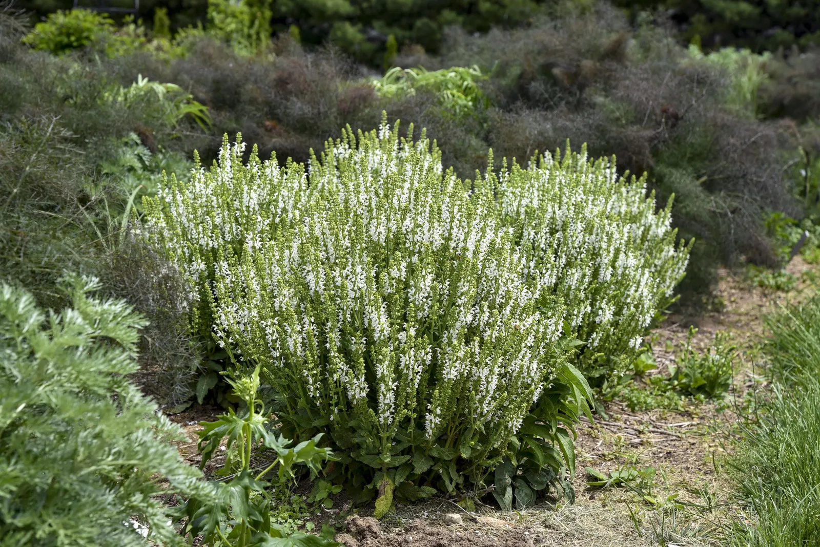 'White Profusion' Perennial Salvia (Salvia nemorosa) — Plant it in repeated drifts for a sparkling rhythm along pathways