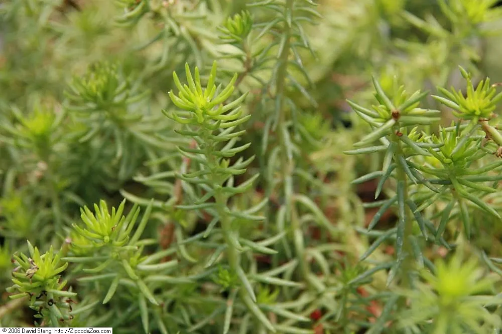 Angelina Stonecrop (Sedum Rupestre 'Angelina') — Thriving in USDA zones 3-11