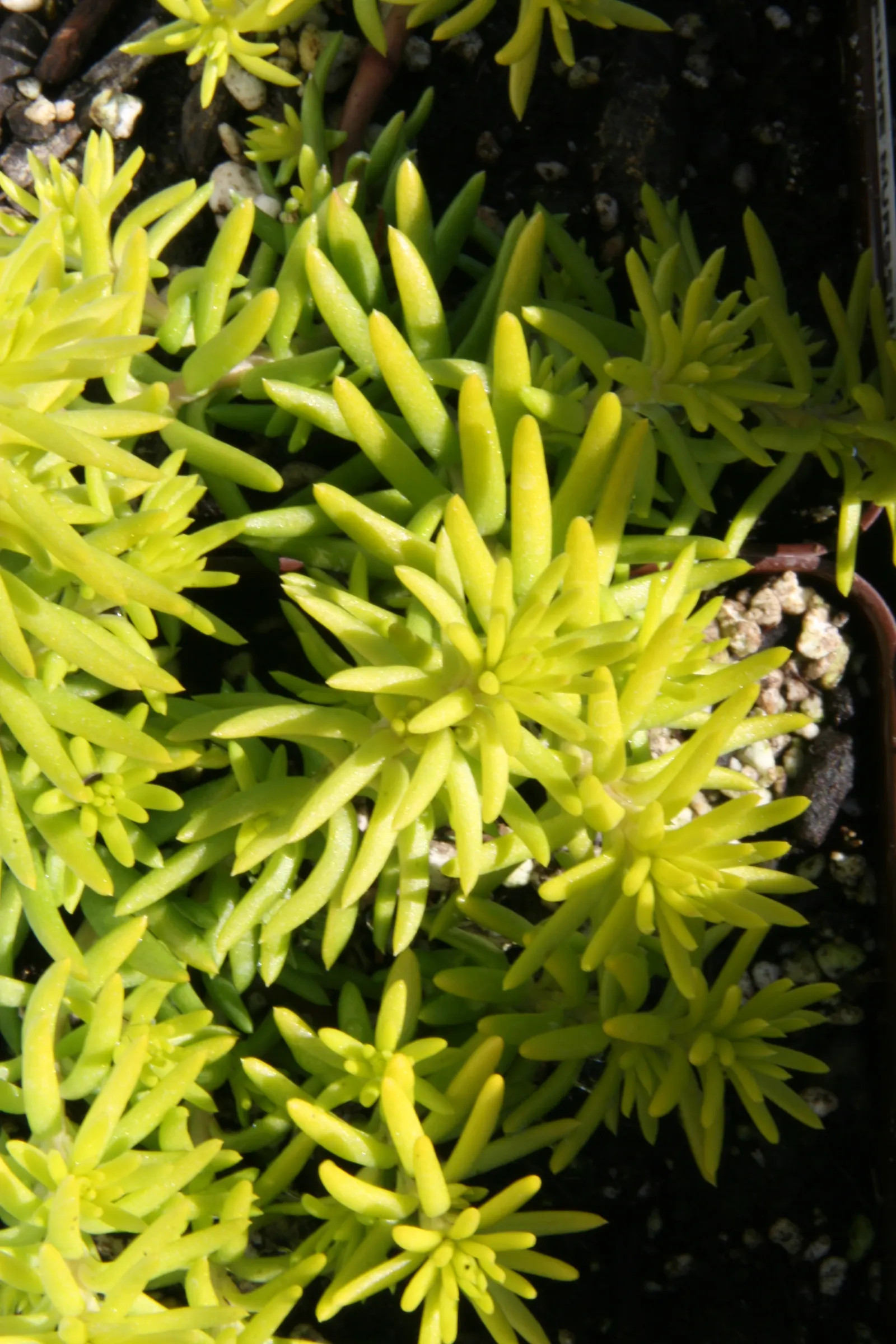 Angelina Stonecrop (Sedum Rupestre 'Angelina') — star-shaped flowers that attract pollinators such as bees and butterflies.<br><br>Ideal for zones 3 through 9