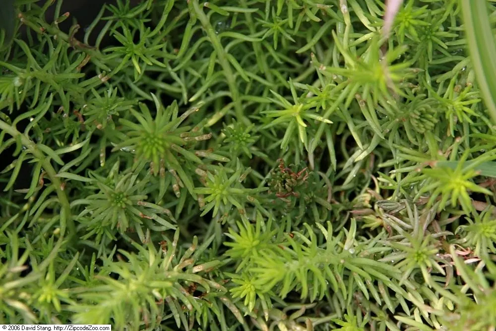 Angelina Stonecrop (Sedum Rupestre 'Angelina') — Angelina Stonecrop (Sedum rupestre 'Angelina') is a hardy
