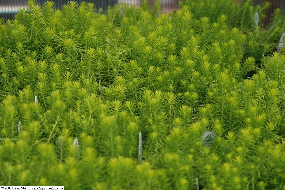 Angelina Stonecrop (Sedum Rupestre 'Angelina') — producing striking yellow