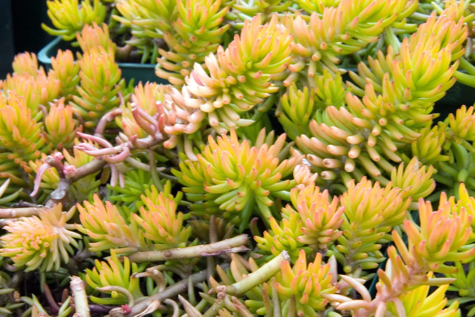 Angelina Stonecrop (Sedum Rupestre 'Angelina') — A low-growing groundcover