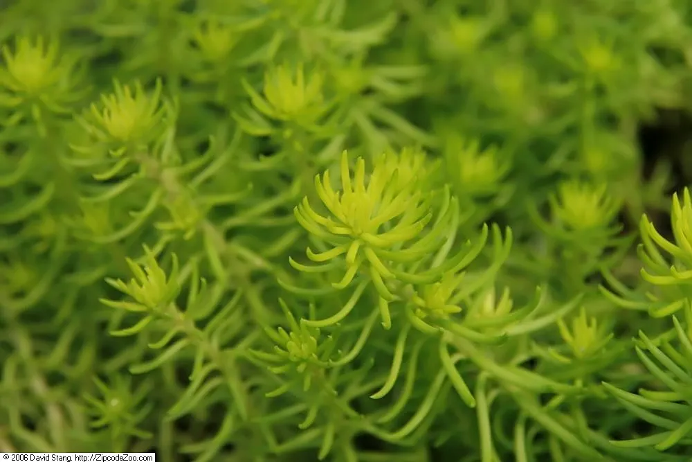 Angelina Stonecrop (Sedum Rupestre 'Angelina') — scientifically known as Sedum rupestre 'Angelina'