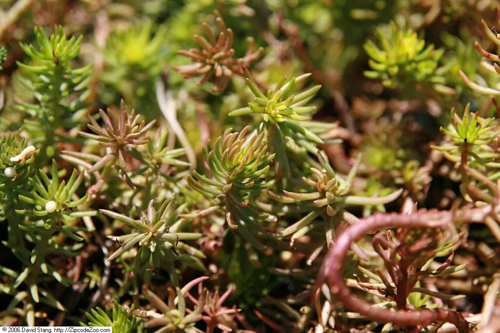 Angelina Stonecrop (Sedum Rupestre 'Angelina') — Bright yellow blooms appear in summer, attracting pollinators while adding a splash of color