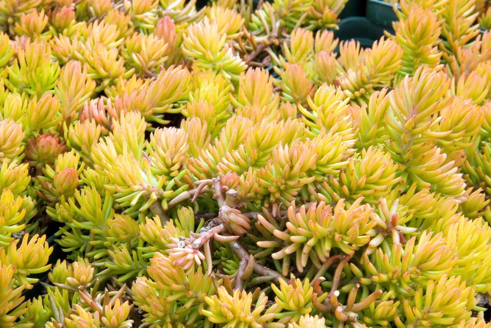 Angelina Stonecrop (Sedum Rupestre 'Angelina') — low-maintenance ground cover
