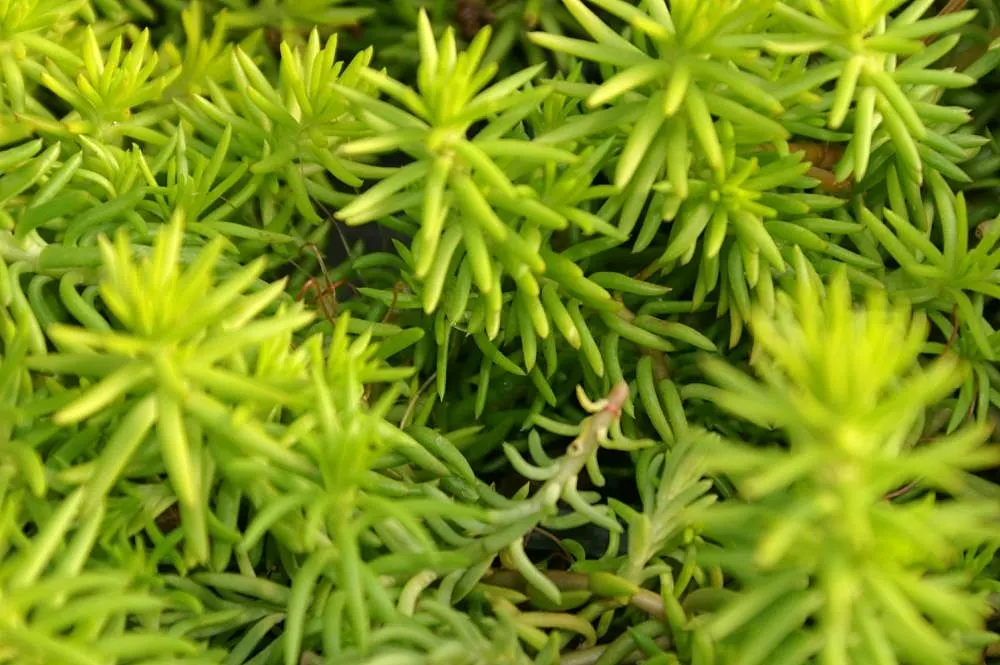 Angelina Stonecrop (Sedum Rupestre 'Angelina') — transforming to a striking orange or reddish hue in cooler weather