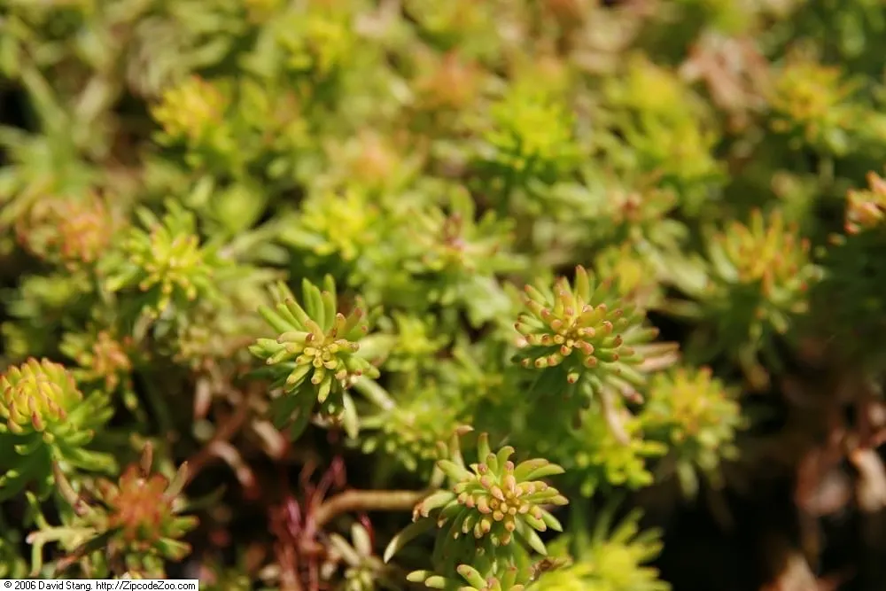 Angelina Stonecrop (Sedum Rupestre 'Angelina') — it reaches 3-6 inches in height and spreads 12-24 inches