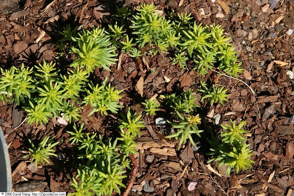 Angelina Stonecrop (Sedum Rupestre 'Angelina') — is a vibrant evergreen perennial that offers year-round visual interest to any landscape