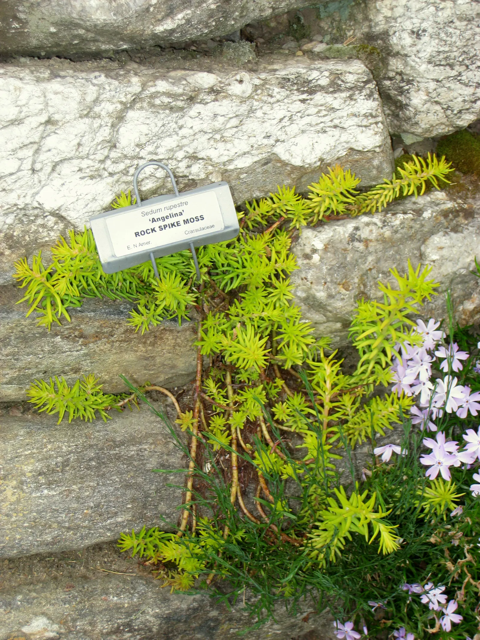 Angelina Stonecrop (Sedum Rupestre 'Angelina') — Preferring full sun to partial shade