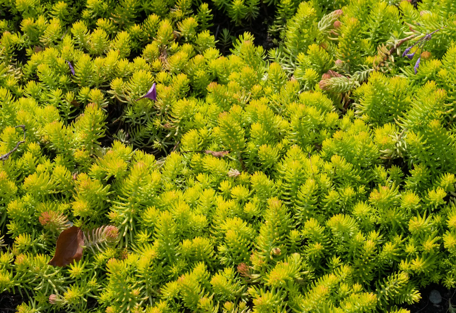 Angelina Stonecrop (Sedum Rupestre 'Angelina') — 'Angelina' is drought-tolerant and ideal for rock gardens