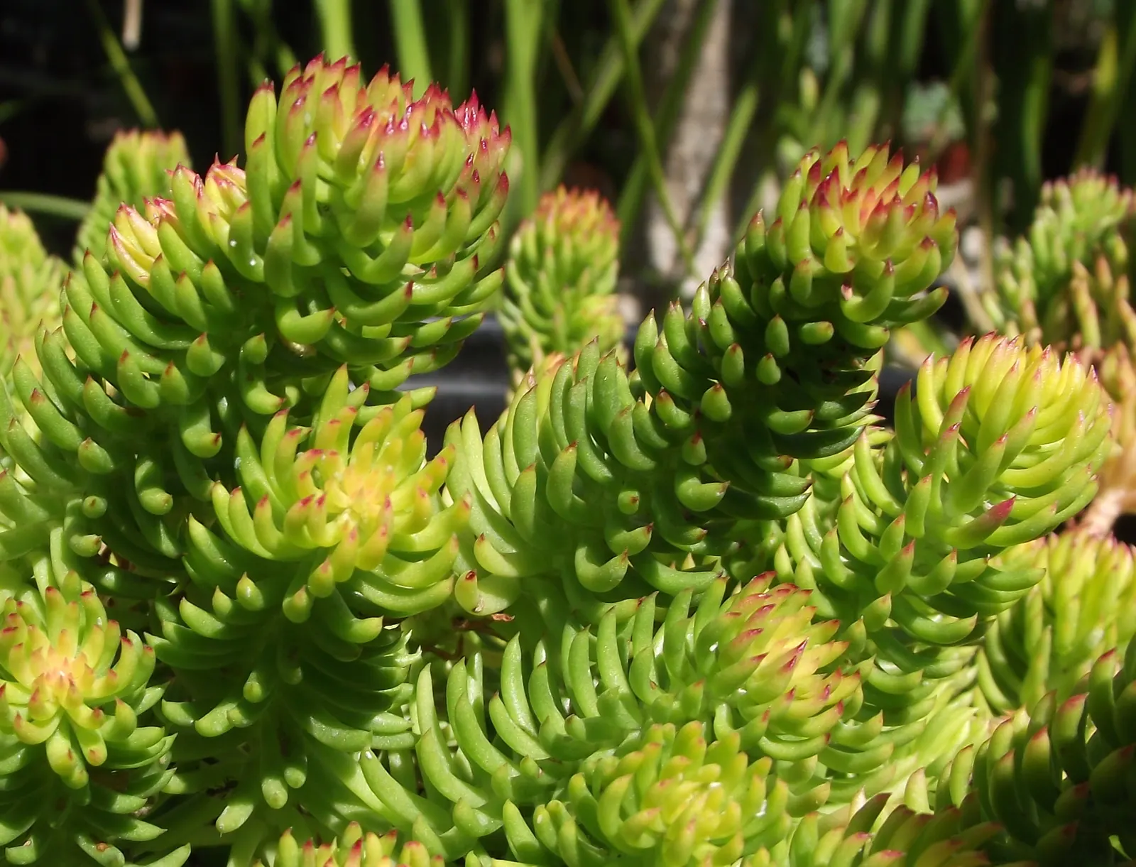 Angelina Stonecrop (Sedum Rupestre 'Angelina') — The color transition adds seasonal dynamism to the landscape