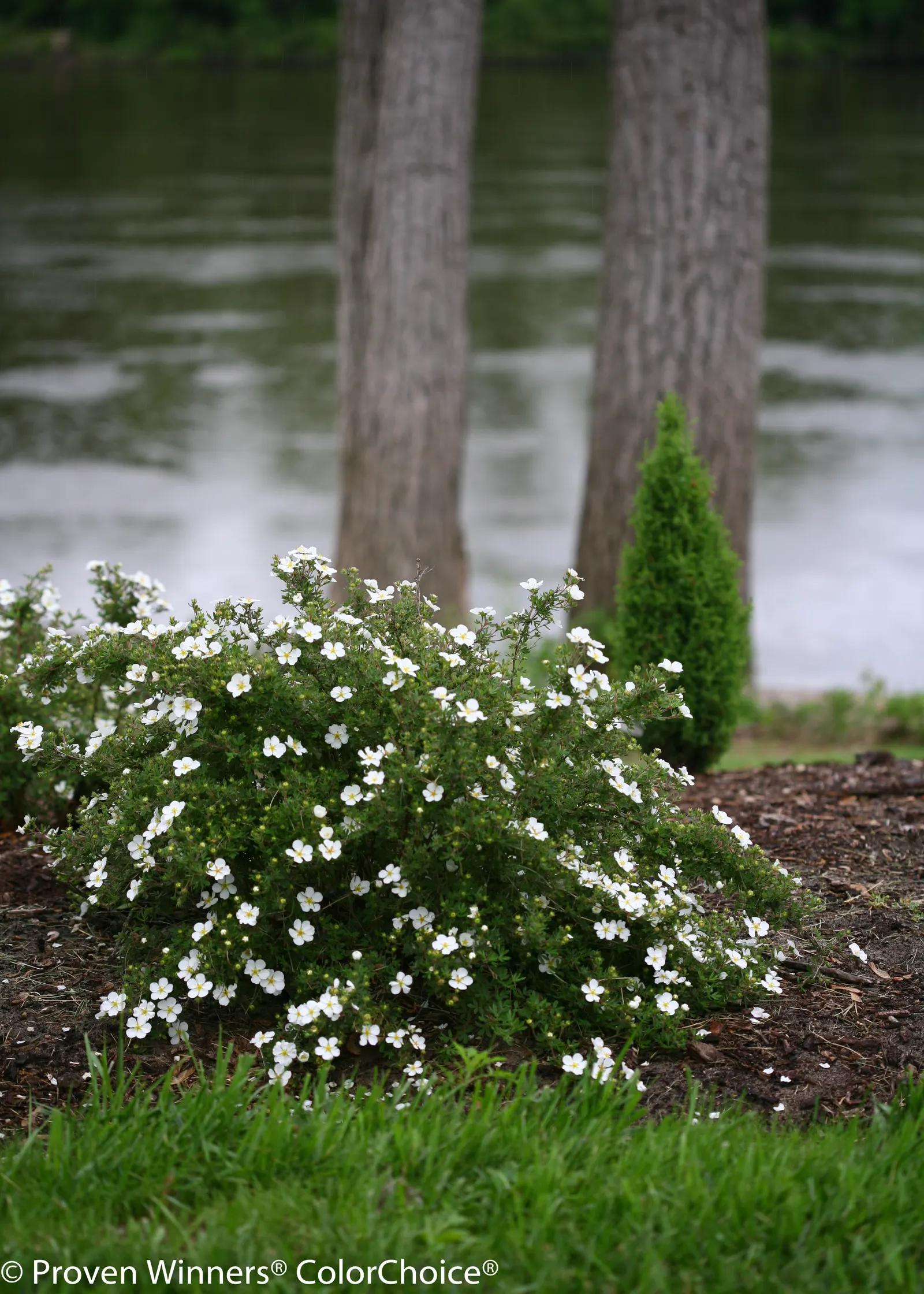 White Potentilla (Potentilla fruticosa) — Happy Face White potentilla has a dense habit with dark green foliage