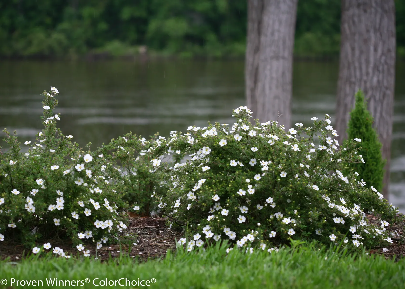 White Potentilla (Potentilla fruticosa) — Proven Winners - Happy Face® White - Potentilla fruticosa white plant details, information and resources