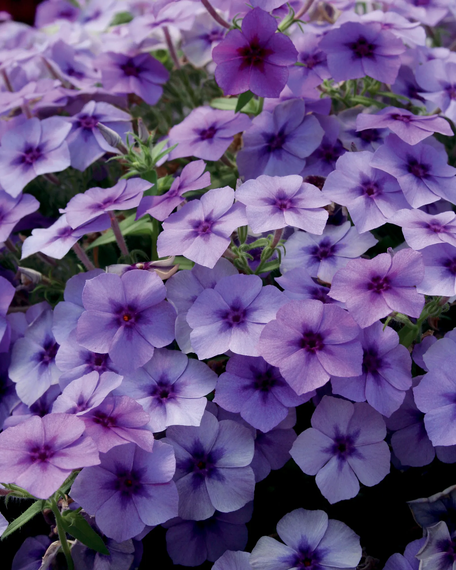 Blueberry Phlox (Phlox drummondii) — This is not necessarily true of all Phlox; will do best in well-drained soil