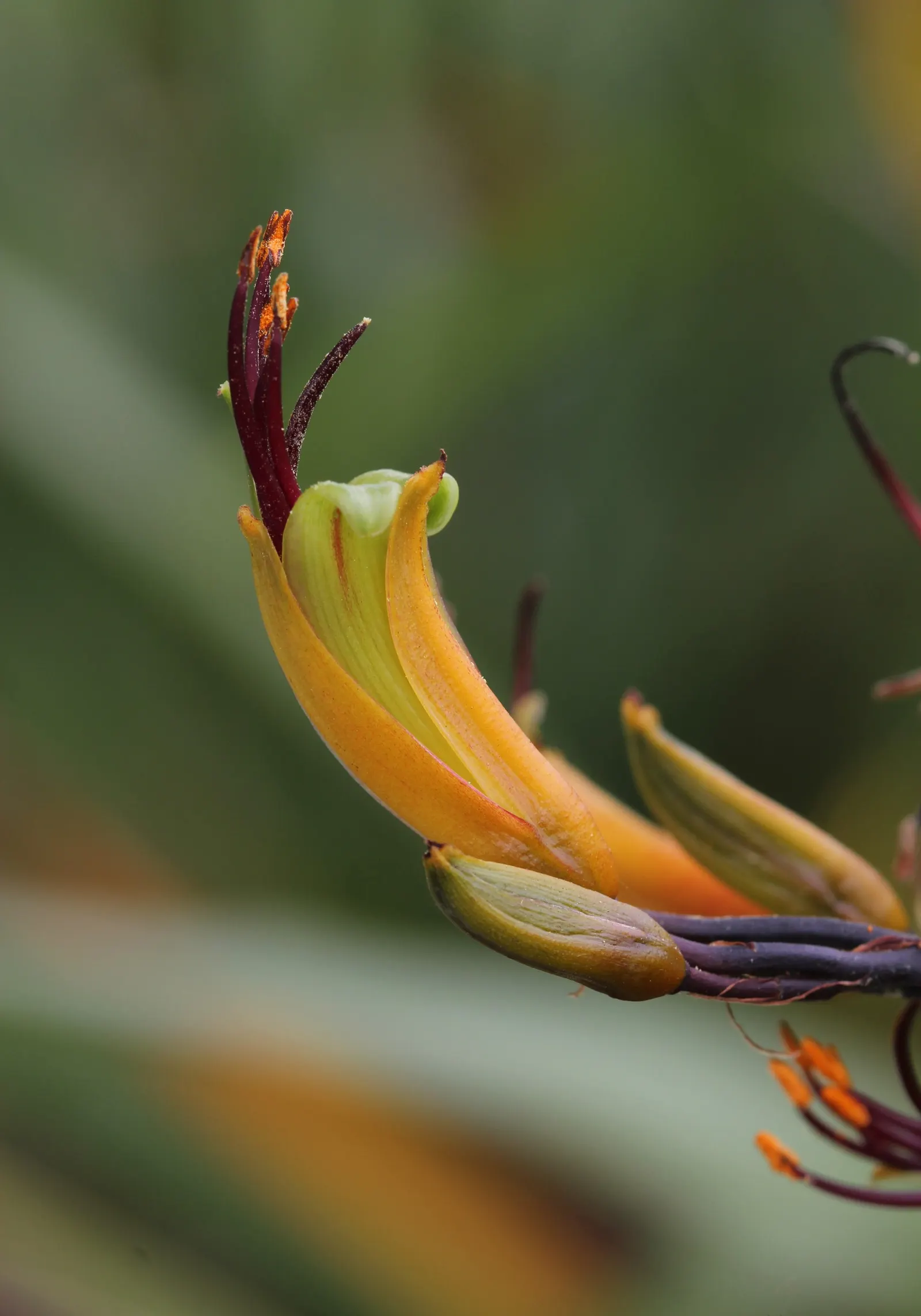 Mountain Flax, New Zealand Flax (Phormium Cookianum 'Flamingo') — expect an eye-catching display of tubular