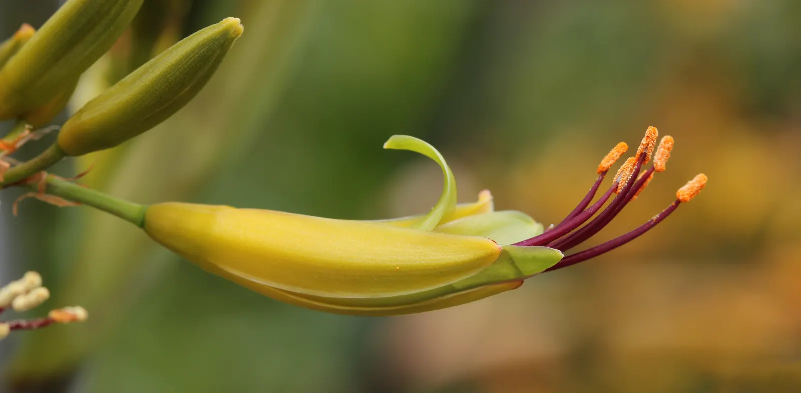 Mountain Flax, New Zealand Flax (Phormium Cookianum 'Flamingo') — Regular watering during dry periods will, however, keep it looking its best