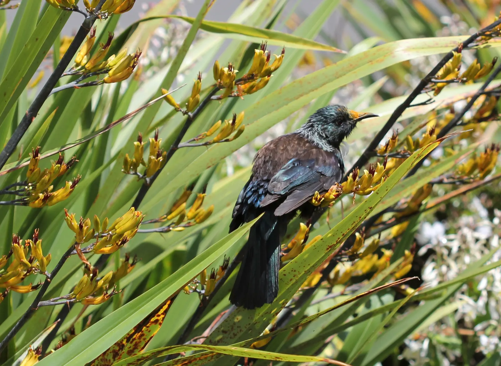 Mountain Flax, New Zealand Flax (Phormium Cookianum 'Flamingo') — this flax is a resilient and low-maintenance choice