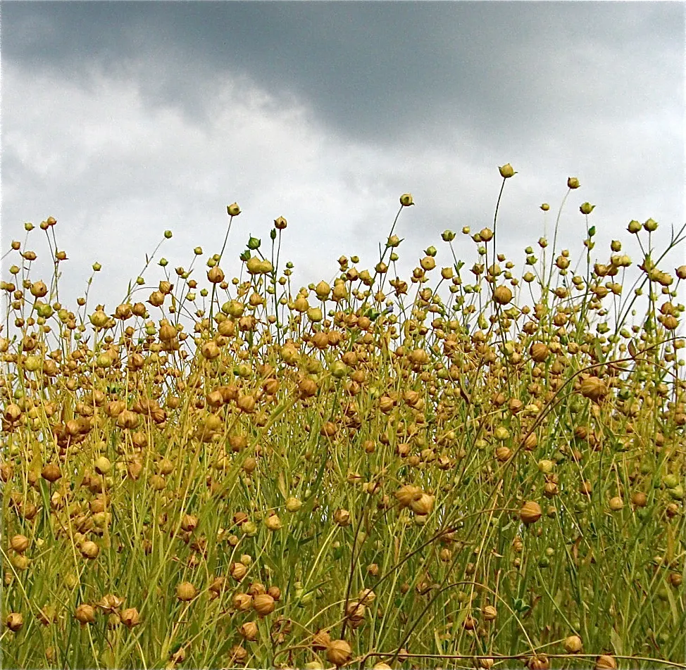 Mountain Flax, New Zealand Flax (Phormium Cookianum 'Flamingo') — Maintenance is minimal; removing old or damaged leaves and spent flower spikes keeps the
