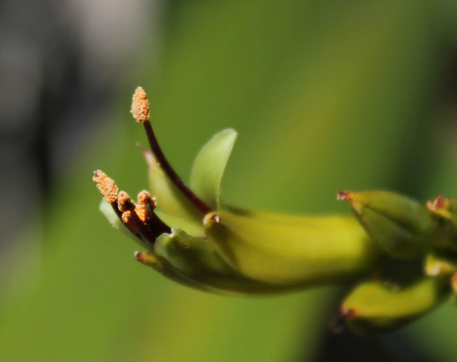 Mountain Flax, New Zealand Flax (Phormium Cookianum 'Flamingo') — providing lasting texture and a splash of color