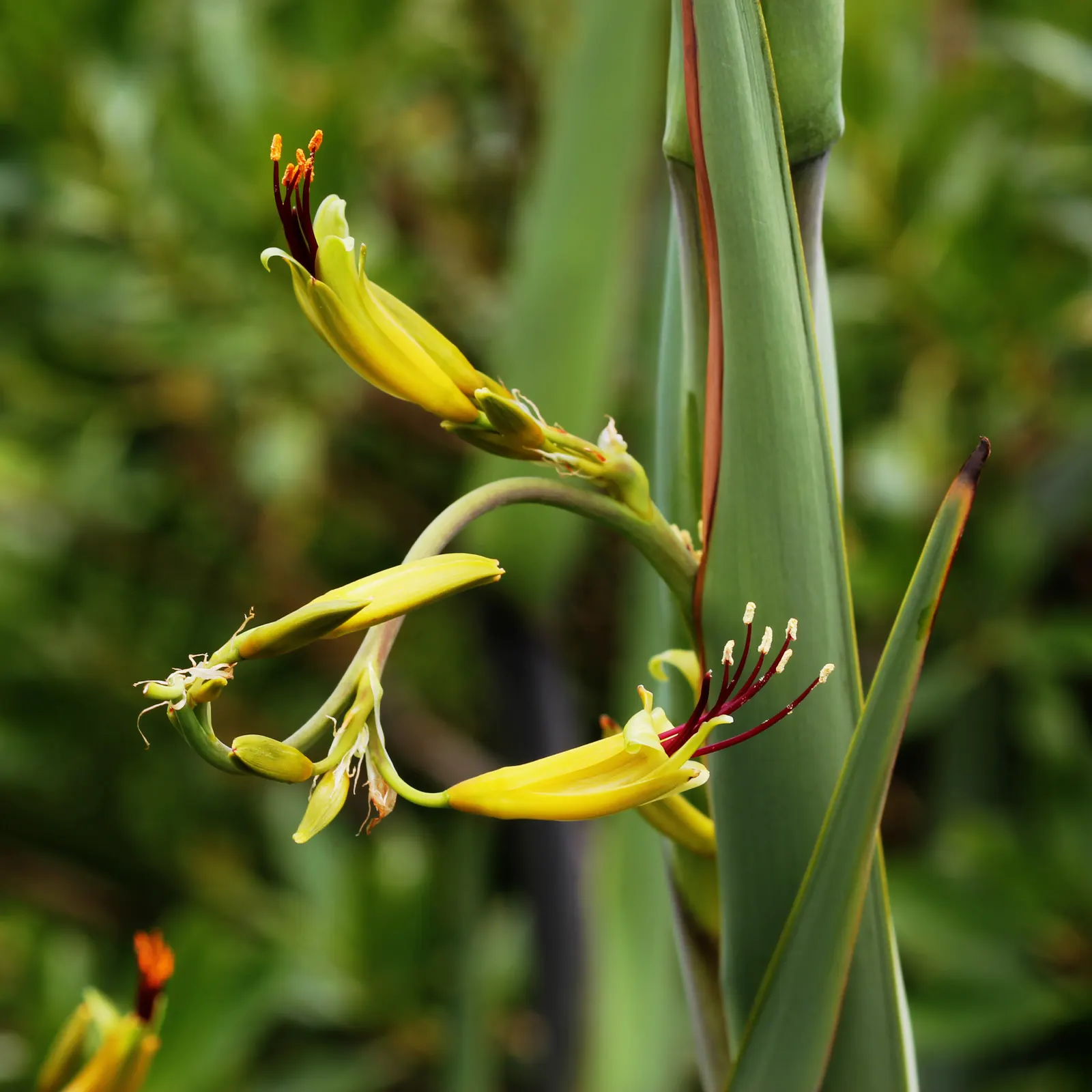 Mountain Flax, New Zealand Flax (Phormium Cookianum 'Flamingo') — making it a suitable choice for a focal point in garden beds or as part of a mixed border
