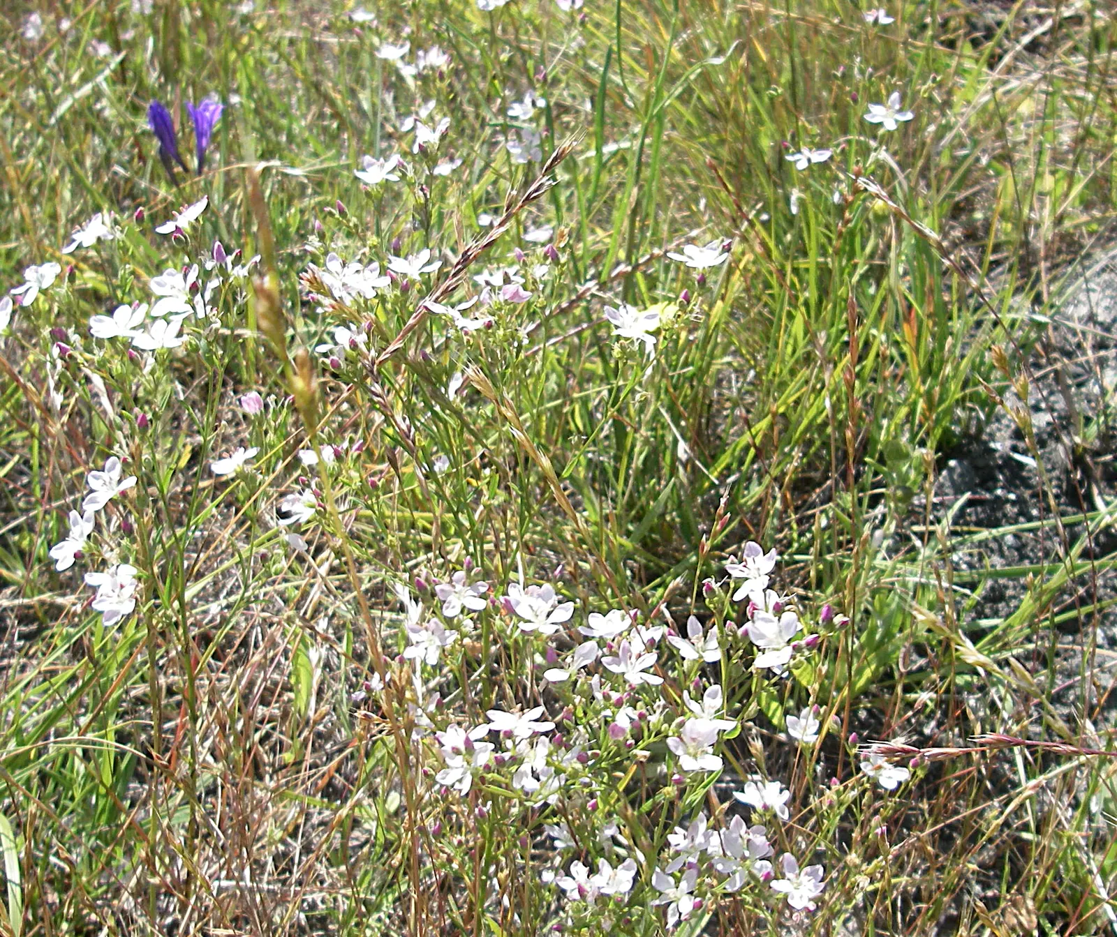 Mountain Flax, New Zealand Flax (Phormium Cookianum 'Flamingo') — commonly referred to as Mountain Flax or New Zealand Flax