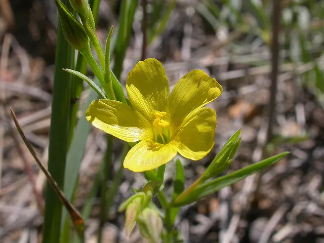 Mountain Flax, New Zealand Flax (Phormium Cookianum 'Flamingo') — is relatively drought-tolerant