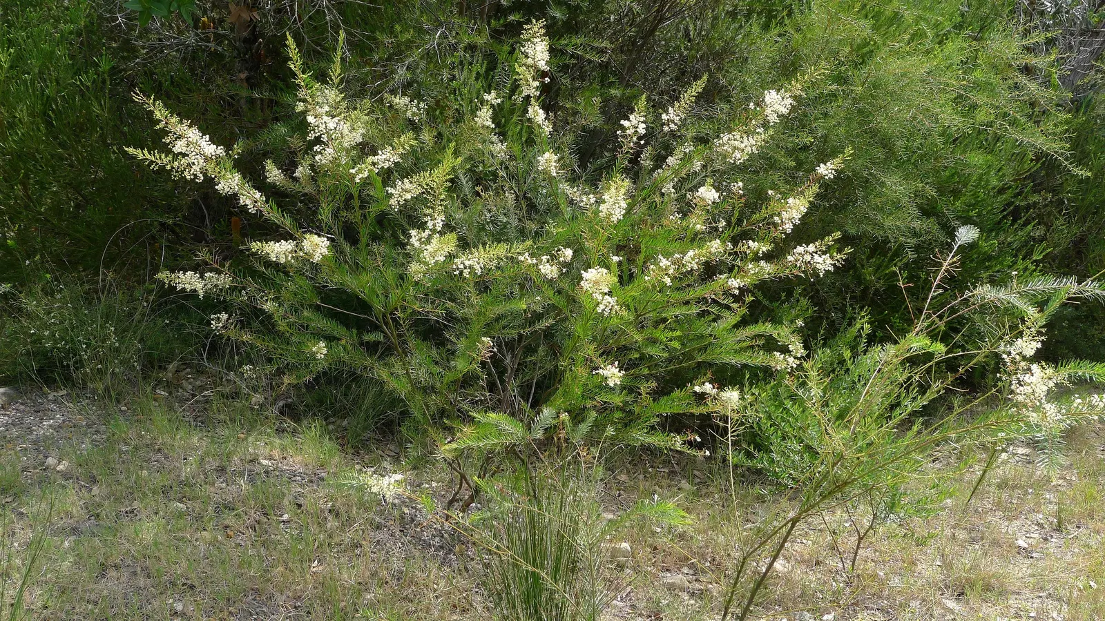 Mountain Flax, New Zealand Flax (Phormium Cookianum 'Flamingo') — It thrives in USDA hardiness zones 8 through 10, preferring full sun to partial shade exposure