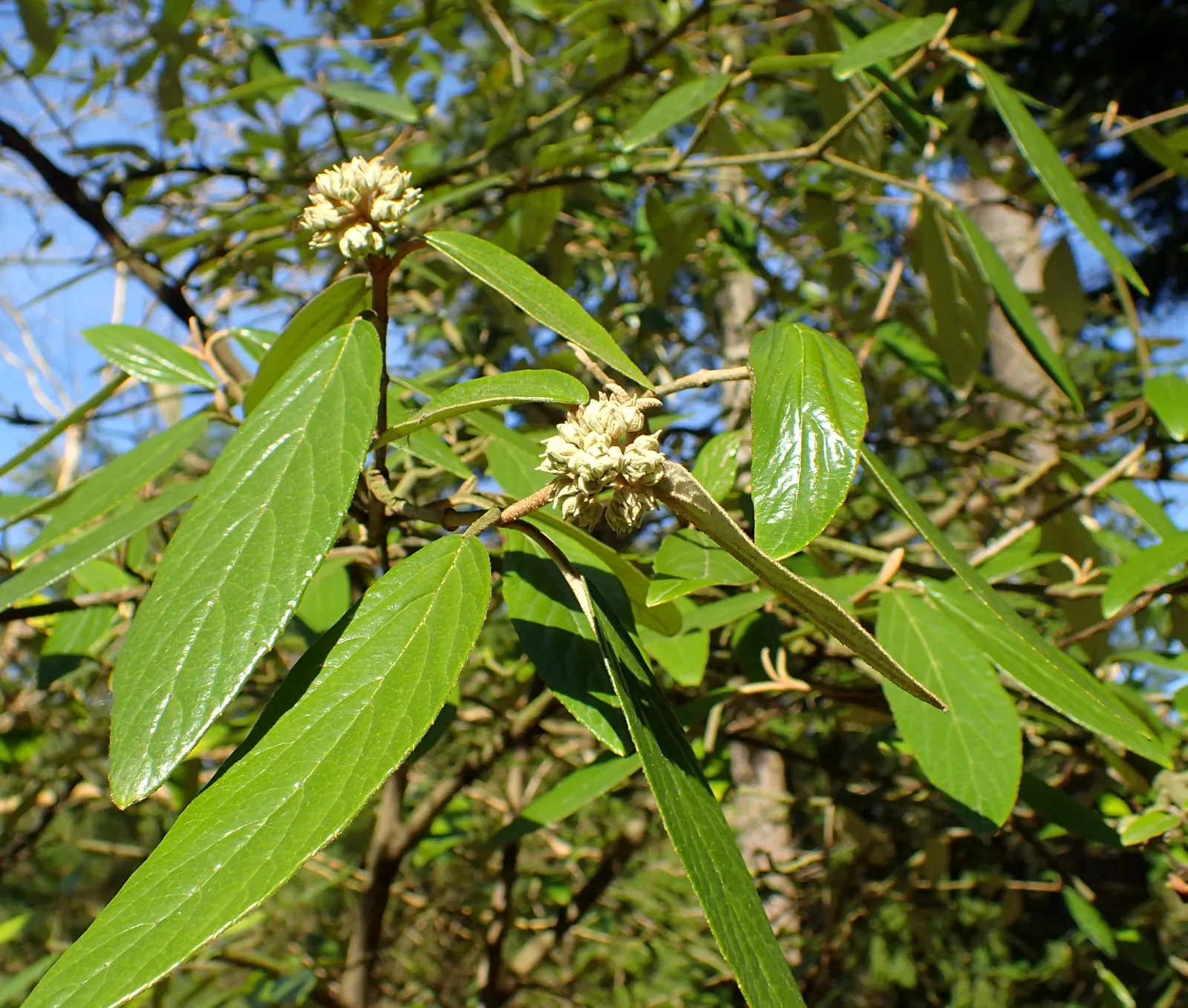 Prague Viburnum (Viburnum X Pragense) — The Prague Viburnum, or Viburnum x pragense, is a hardy, evergreen shrub, ideal for privacy hedges and screens