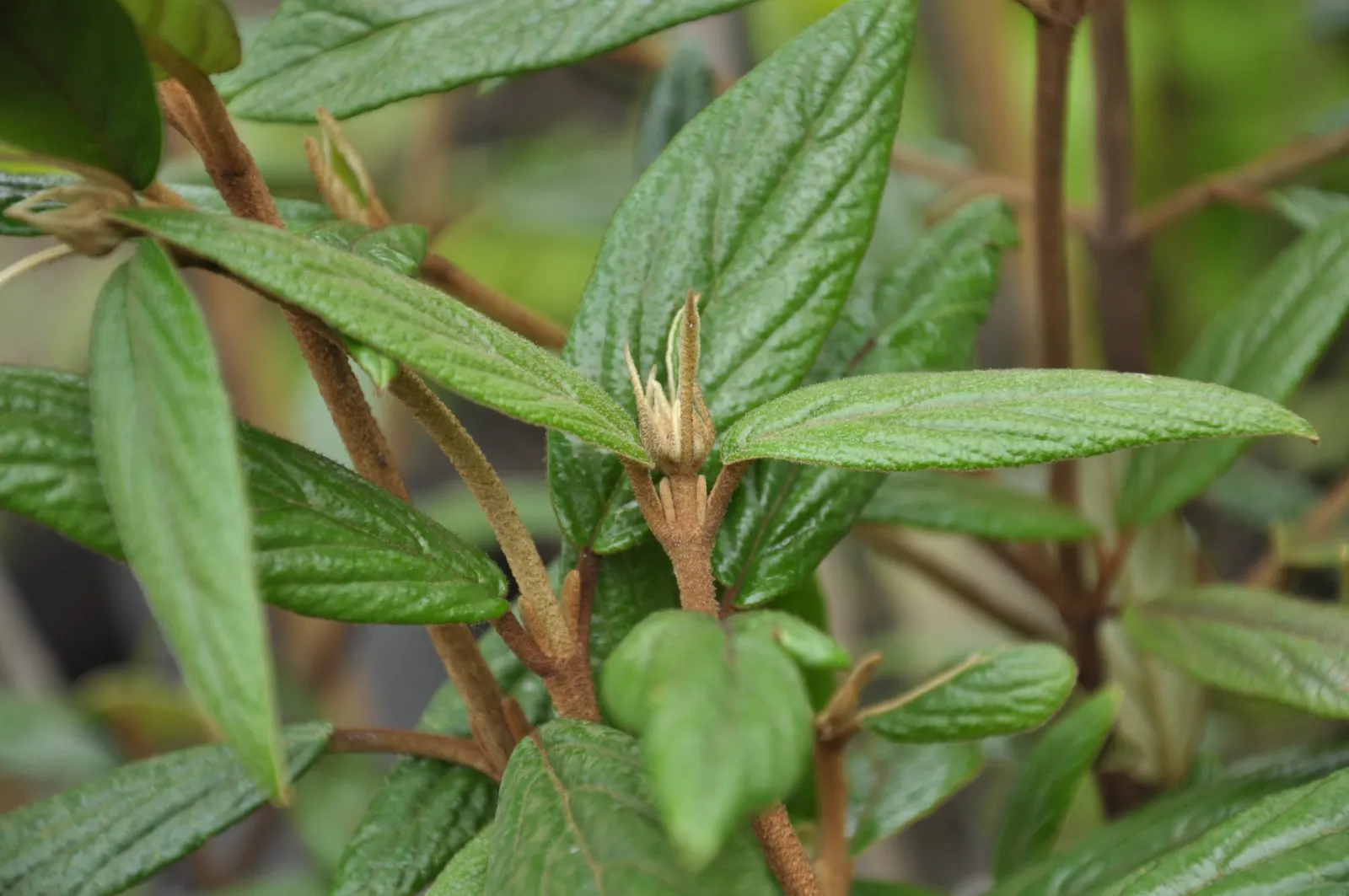 Prague Viburnum (Viburnum X Pragense) — Zones 5-8 are optimal for growth