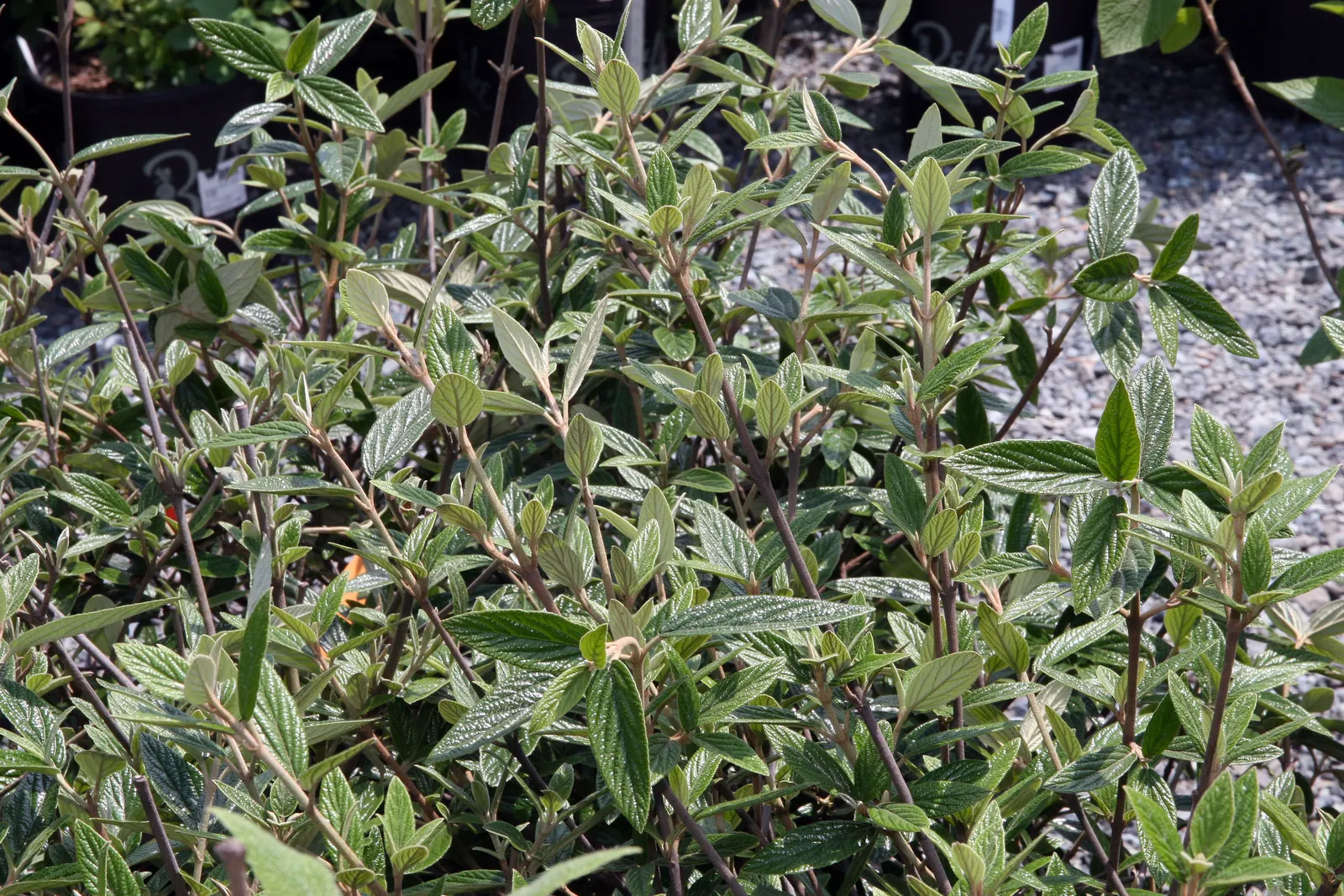 Prague Viburnum (Viburnum X Pragense) — This plant can reach heights of 8-10 feet with a spread of 6-8 feet