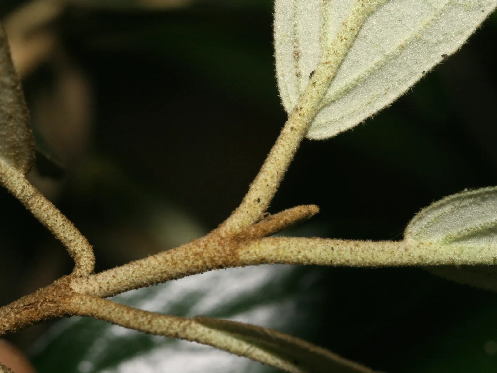 Prague Viburnum (Viburnum X Pragense) — fertile soils and full to partial sun exposure