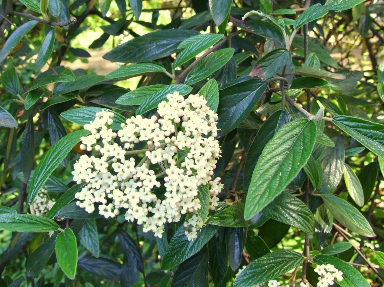 Prague Viburnum (Viburnum X Pragense) — scientifically named Viburnum x pragense