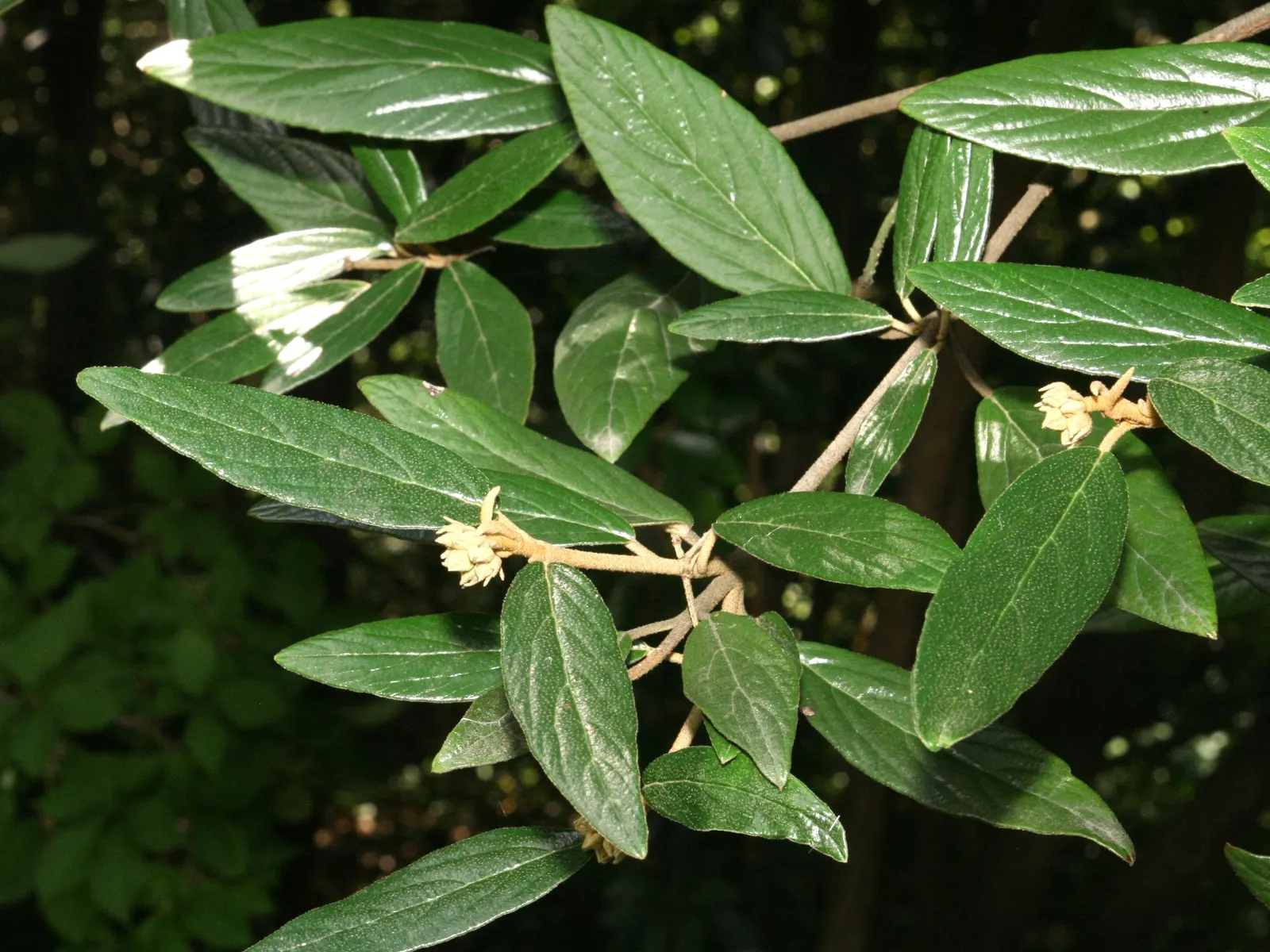 Prague Viburnum (Viburnum X Pragense) — evergreen hybrid shrub that offers year-round interest in the landscape