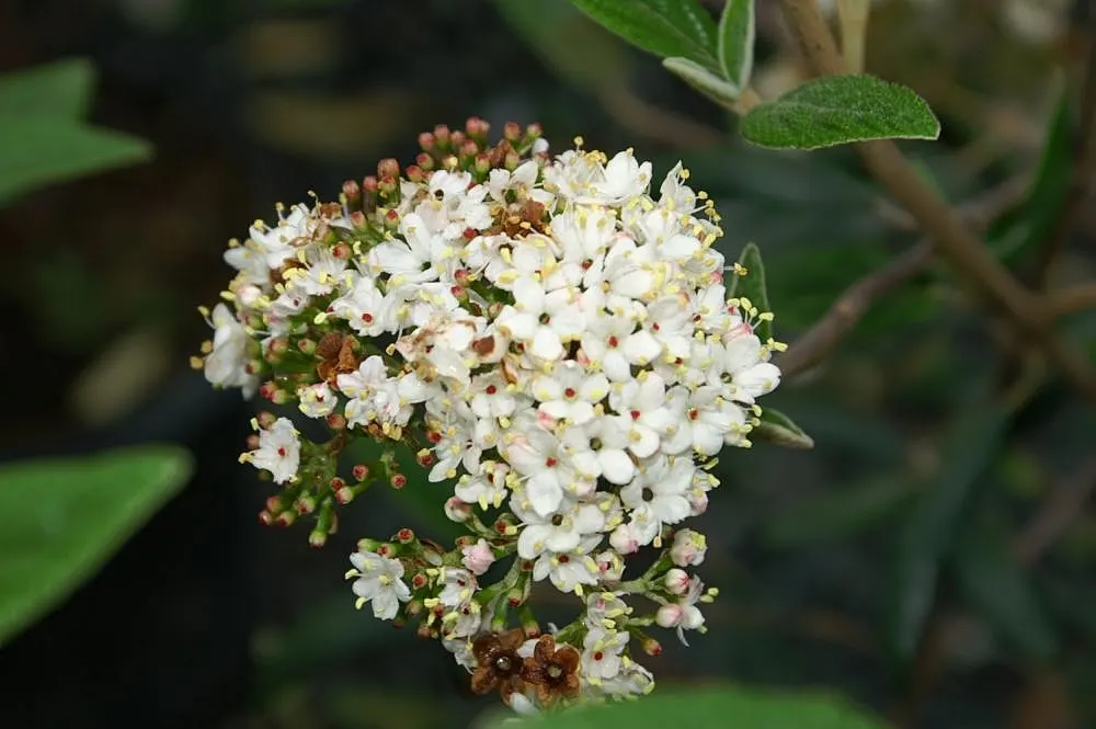 Prague Viburnum (Viburnum X Pragense) — Tolerant of various conditions, it thrives in full sun to partial shade and requires moderate moisture