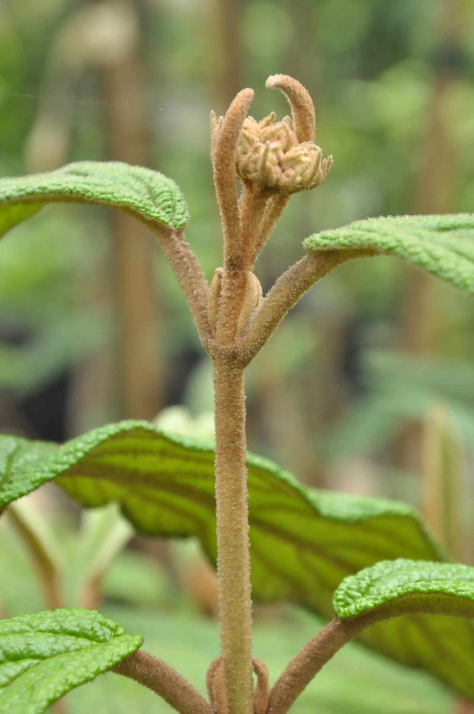 Prague Viburnum (Viburnum X Pragense) — Hardy in USDA zones 5b through 8