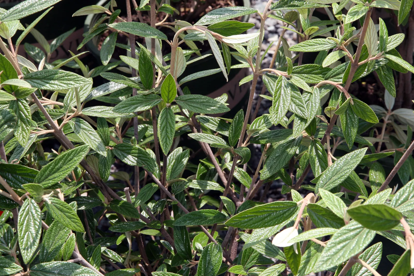 Prague Viburnum (Viburnum X Pragense) — dark green foliage and fragrant