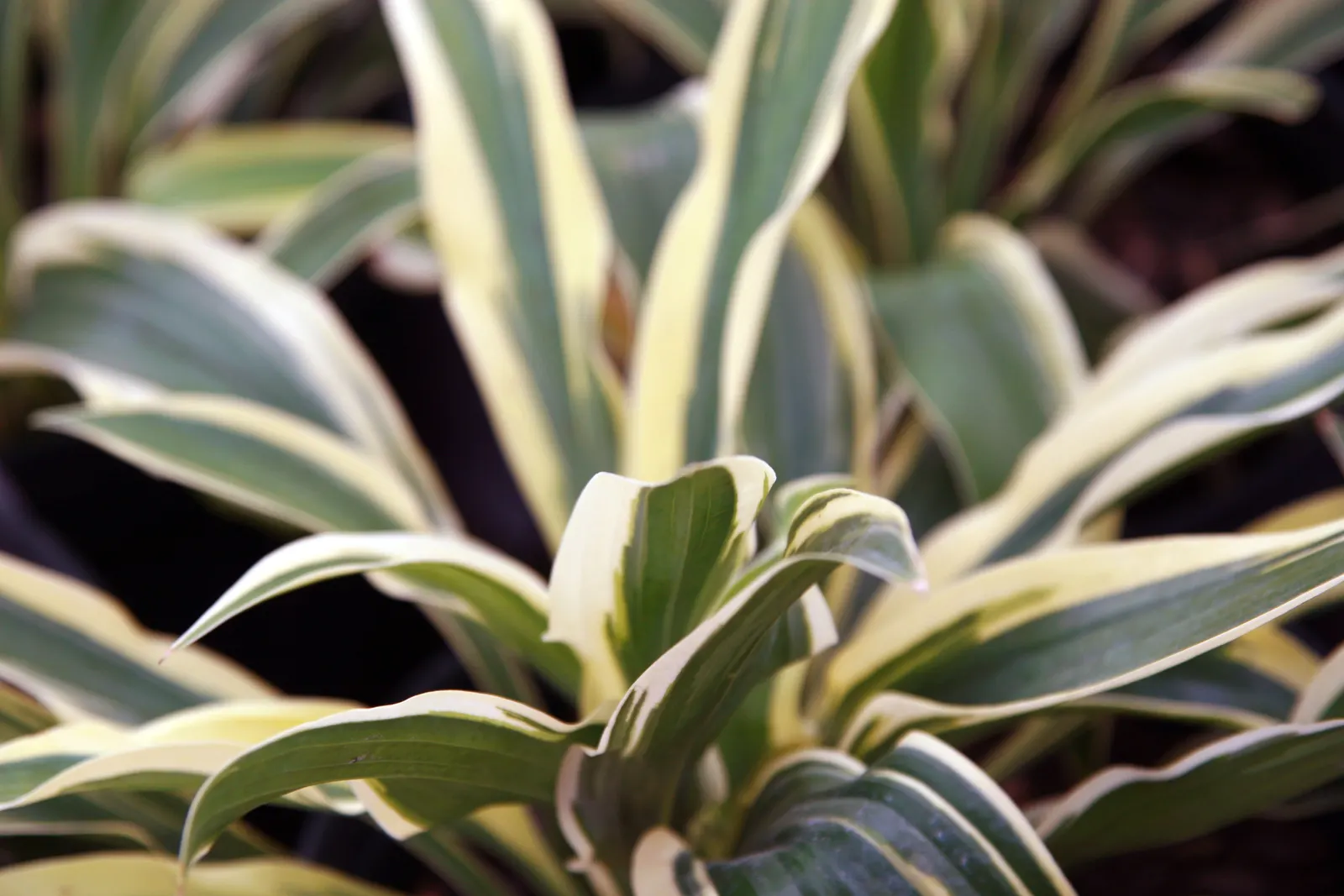 Wolverine Hosta (Hosta 'Wolverine') — elongated blue-green foliage with striking gold margins