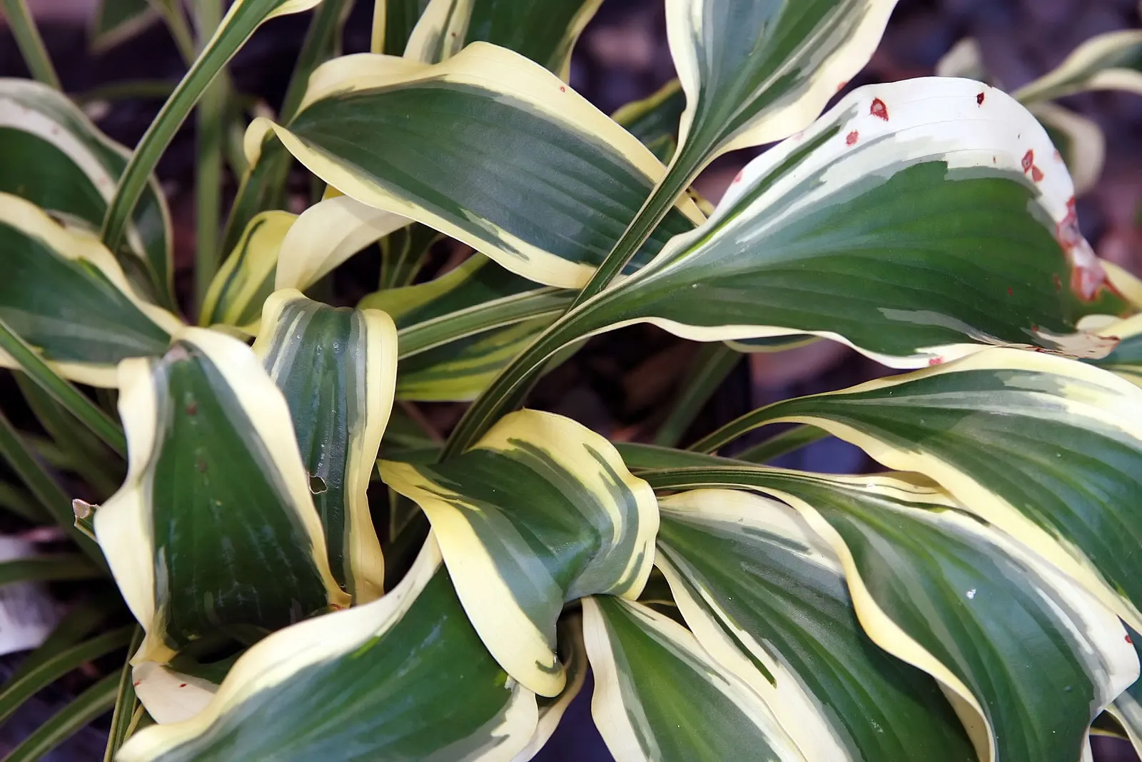 Wolverine Hosta (Hosta 'Wolverine') — Hosta 'Wolverine' exhibits slender