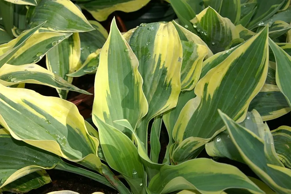 Wolverine Hosta (Hosta 'Wolverine') — Prefers partial to full shade and consistently moist, well-drained soil