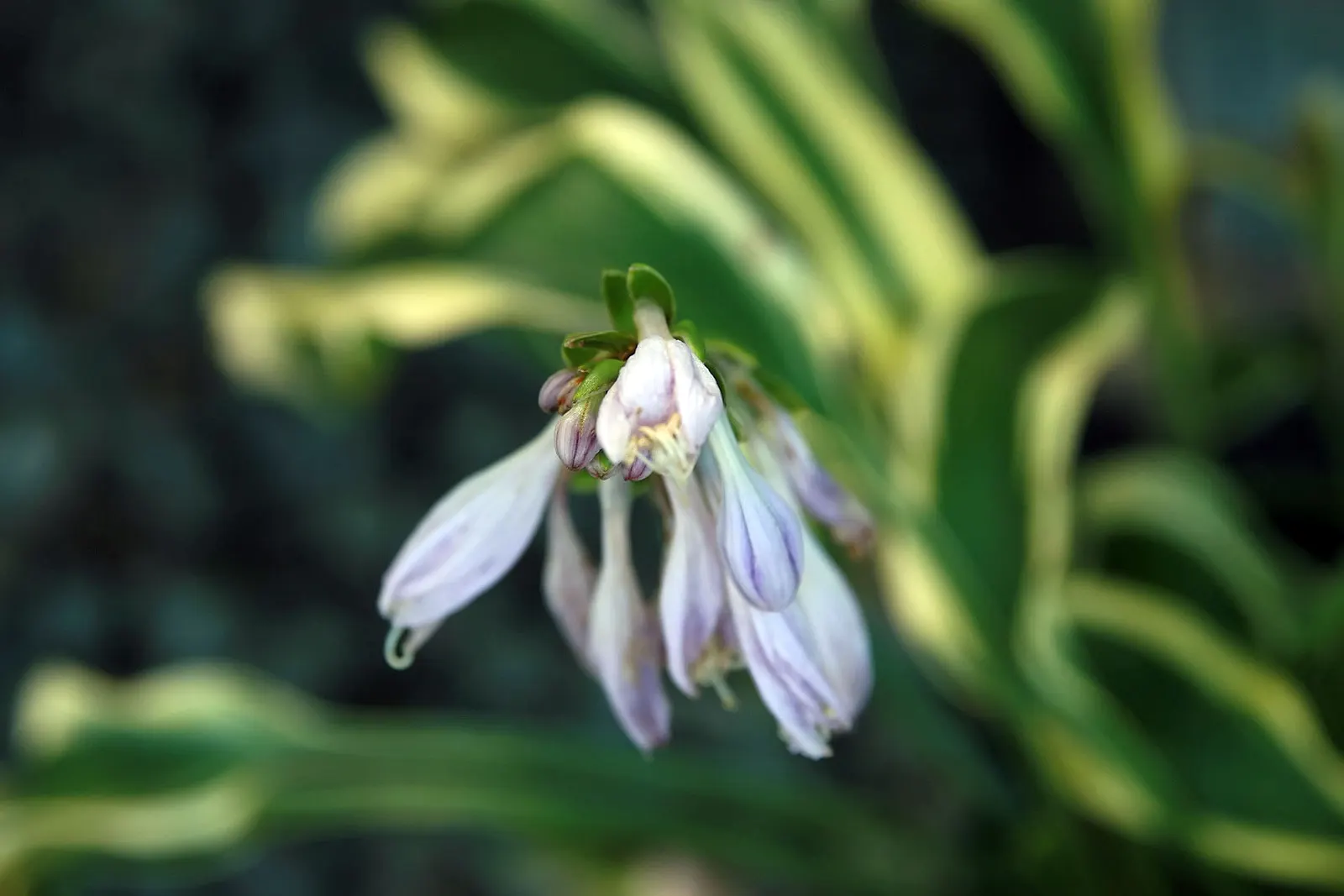 Wolverine Hosta (Hosta 'Wolverine') — thriving in USDA zones 3-9