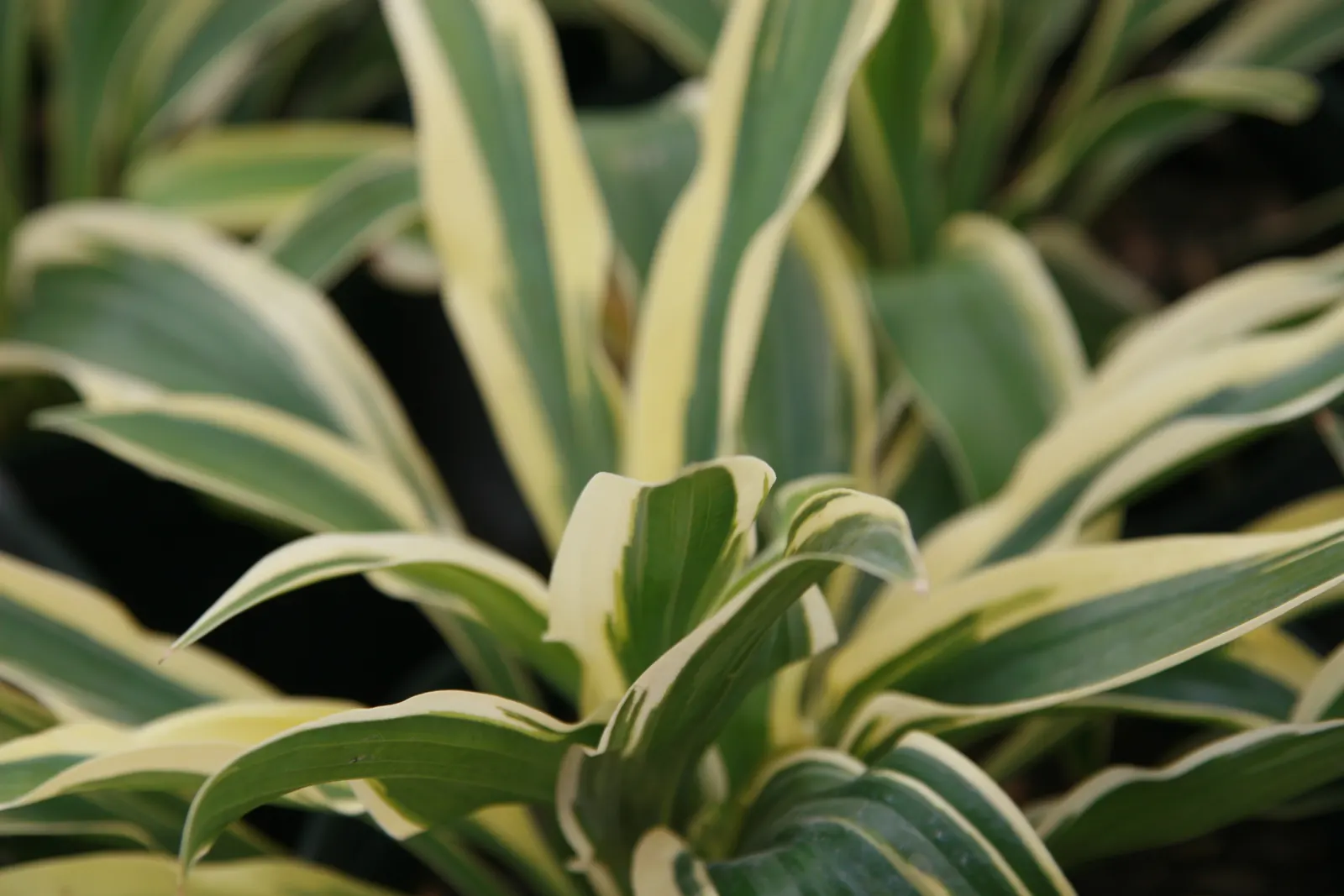 Wolverine Hosta (Hosta 'Wolverine') — Mature size is typically around 18 inches in height and spreads up to 36 inches wide