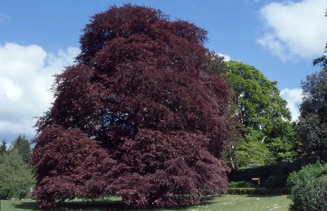 Autograph Tree (Clusia rosea) — which transition into green fruits that darken over time.<br><br>Maintenance is minimal; showcasing charming pink, image 59