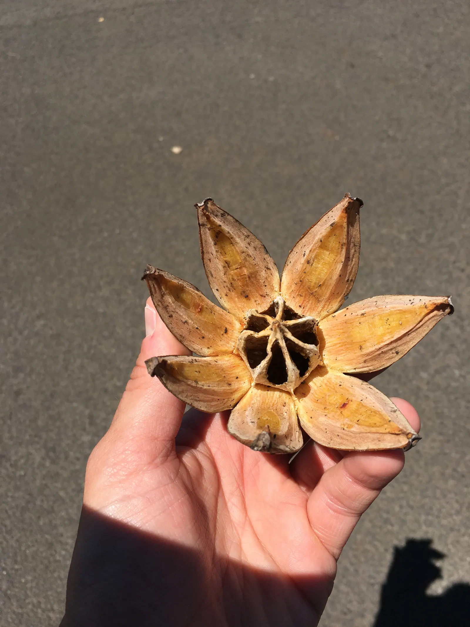 Autograph Tree (Clusia rosea) — Autograph Tree (Clusia rosea) is an evergreen with thick, leathery leaves that grow up to 8 inches long; ideal for creating