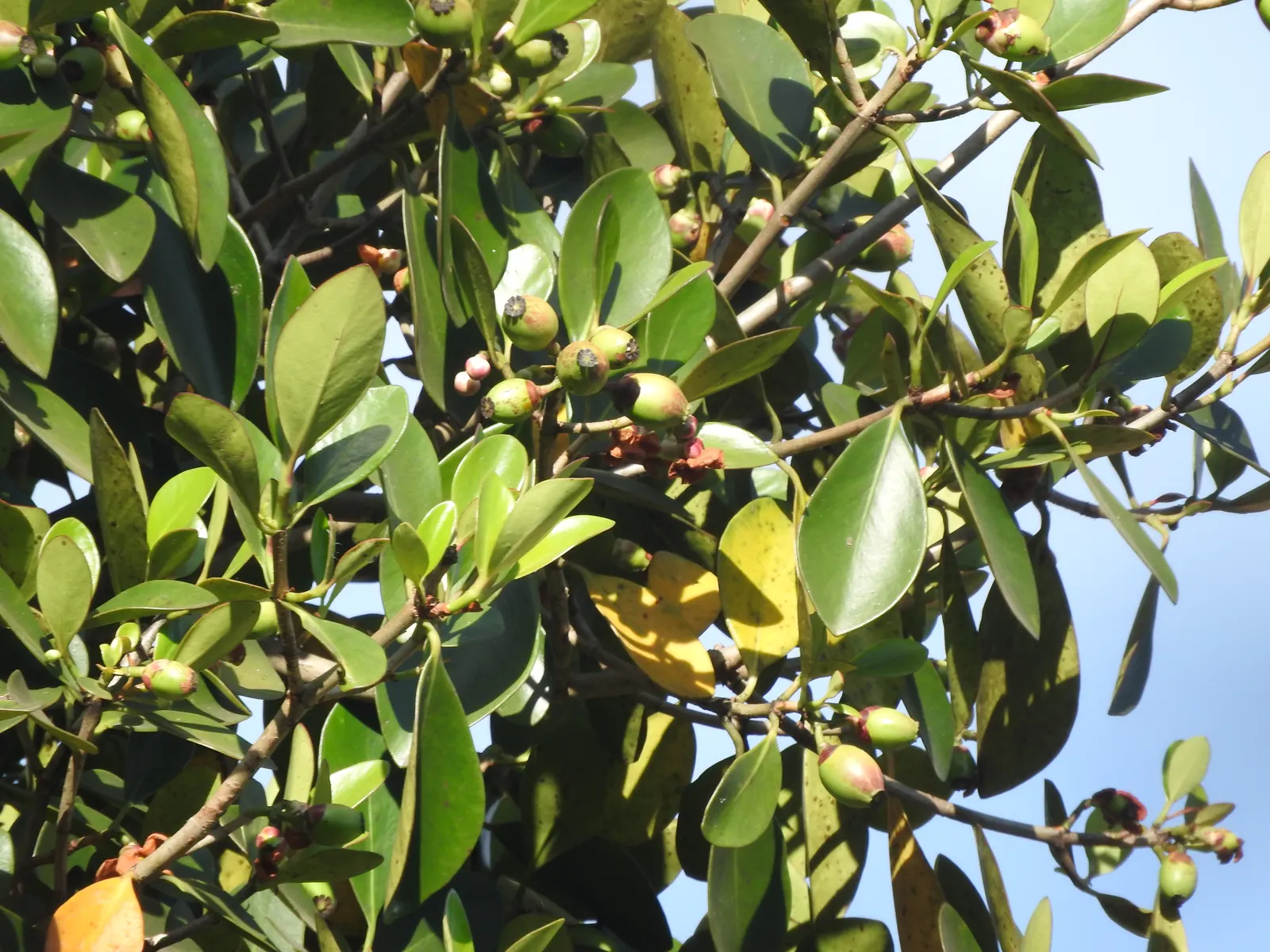 Autograph Tree (Clusia rosea) — coupled with its aesthetic and functional benefits; blooming occurs from spring into summer